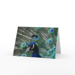 Peafowl Bird Greeting Card