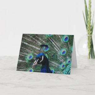 Peafowl Bird Greeting Card