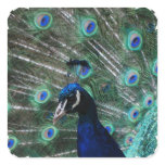 Peafowl Bird Stickers