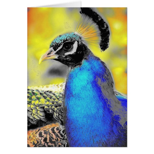 Peafowl Cards (Front)