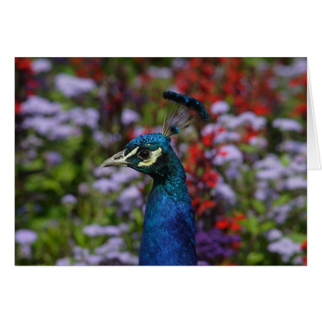 Peafowl Cards (Front Horizontal)