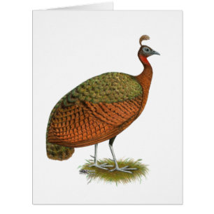 Peafowl: Congo Peahen Cards
