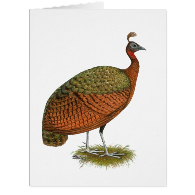Peafowl:  Congo Peahen Cards (Front)