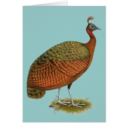Peafowl: Congo Peahen Cards (Front)