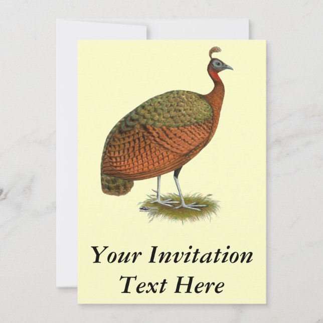 Peafowl:  Congo Peahen Invitation (Front)