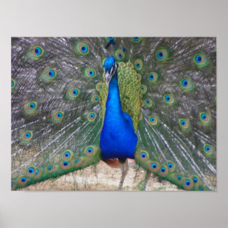 peafowl up close poster