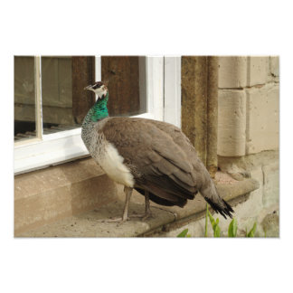 Peahen Admires Reflection Photo Print