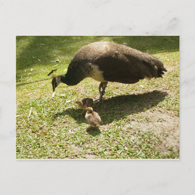 Peahen With Chicks Postcard (Front)