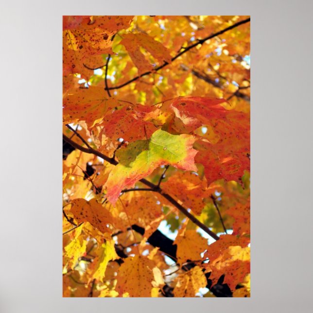 Peak Foliage Colors in Autumn Poster (Front)