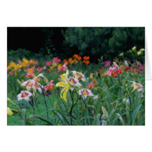 Peak Glow - Daylilies Cards