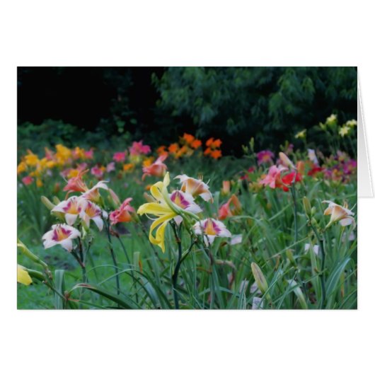 Peak Glow - Daylilies Cards (Front Horizontal)