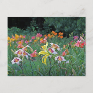 Peak Season Daylilies Postcard