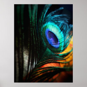 Peakcock Feather up close and Personal Poster