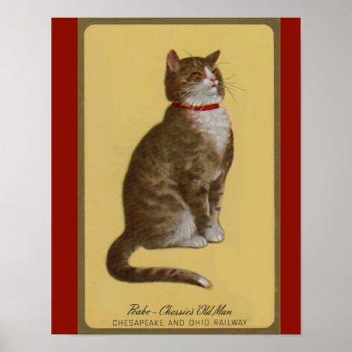 Peake Chessies Old Man tomcat tabby cat Poster