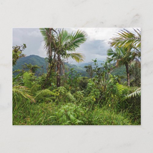 Peaks and valleys of el yunque postcard