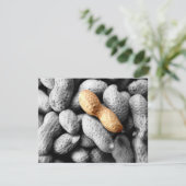 peanut (Standing Front)