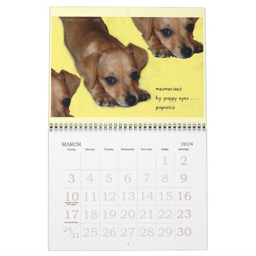 Peanut the Chiweenie Calendar Zazzle