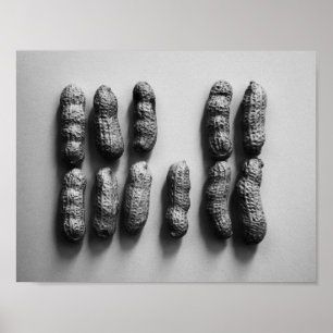Peanuts Still Life Fine Art Photograph Poster