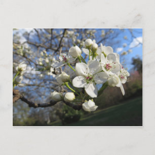 Pear Blossom Postcard