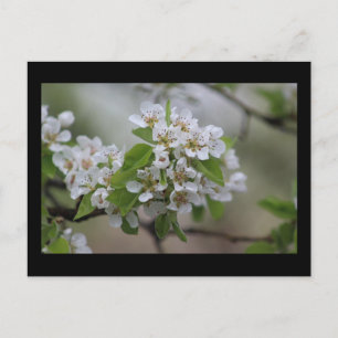 Pear Blossom Postcard