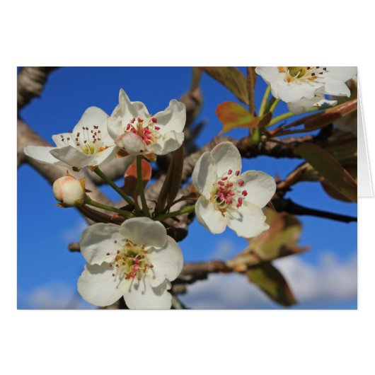 Pear Blossoms Cards (Front Horizontal)