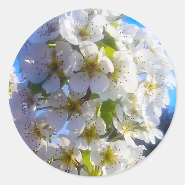  Pear Blossoms   Classic Round Sticker (Front)