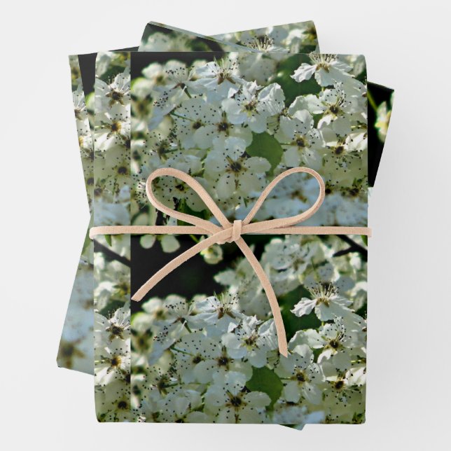 Pear Blossoms in bloom Wrapping Paper Sheets (In situ)