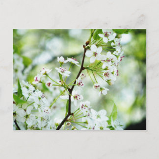 Pear Blossoms Postcard