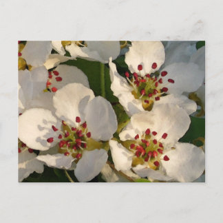 Pear Blossoms Postcard