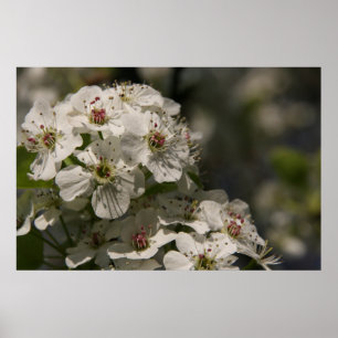 Pear Blossoms Poster
