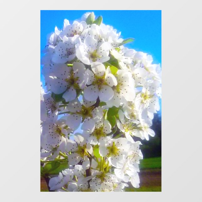  Pear Blossoms  Wall Decal (Front)