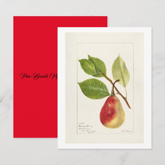Pear Branch (Pyrus Communis)(1893) Small Note Card (Front/Back)