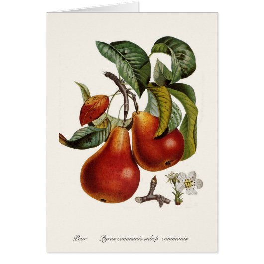 Pear Cards (Front)