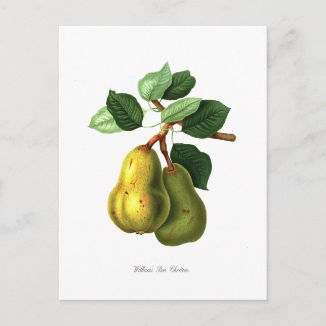 Pear Postcard (Front)