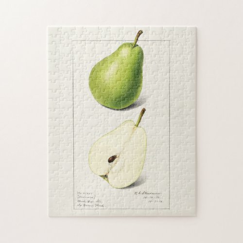 Pear Pyrus Communis Fruit Watercolor Painting Jigsaw Puzzle