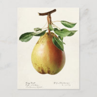 Pear (Pyrus Communis) Fruit Watercolor Painting