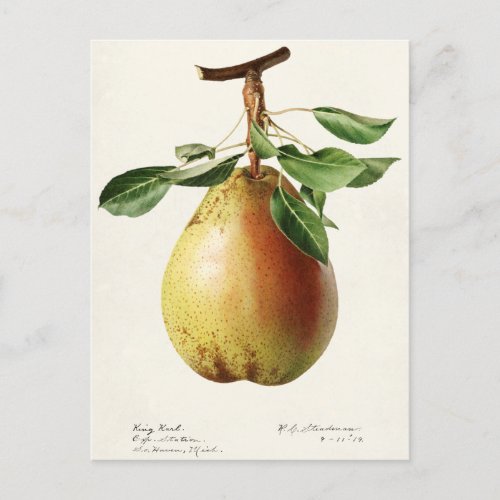 Pear Pyrus Communis Fruit Watercolor Painting Postcard