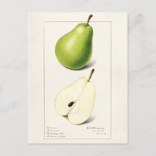 Pear Pyrus Communis Fruit Watercolor Painting Postcard