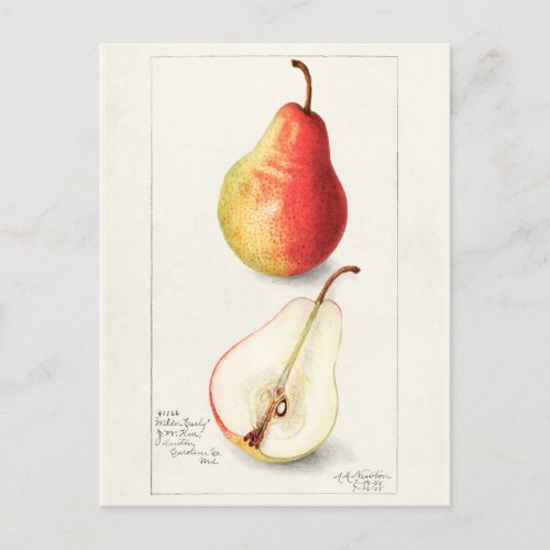 Pear Pyrus Communis Fruit Watercolor Painting Postcard