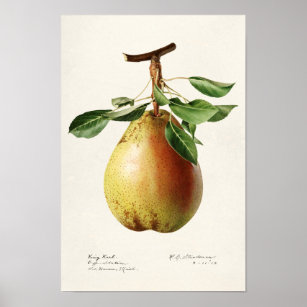 Pear (Pyrus Communis) Fruit Watercolor Painting Poster