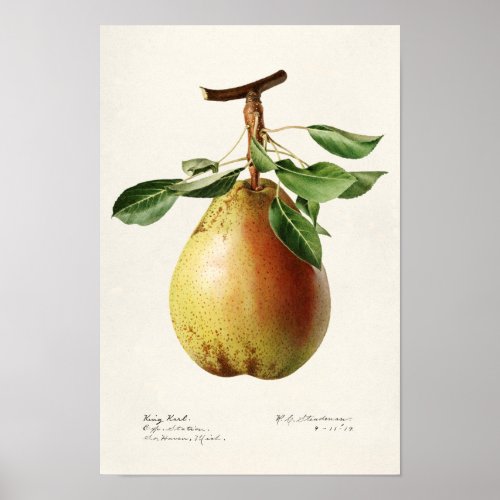 Pear Pyrus Communis Fruit Watercolor Painting Poster