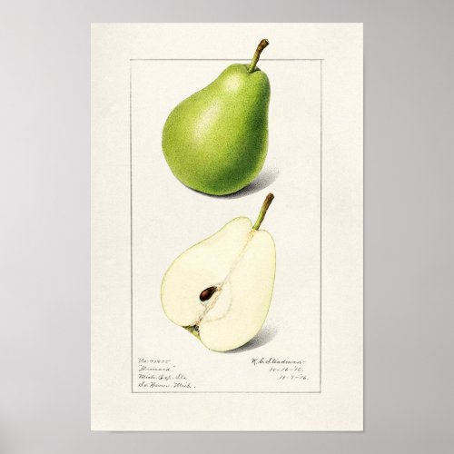 Pear Pyrus Communis Fruit Watercolor Painting Poster