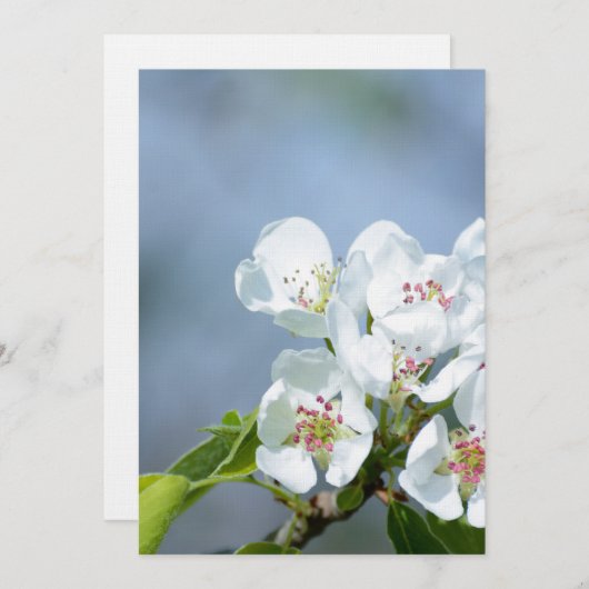 Pear tree blooming (Front/Back)