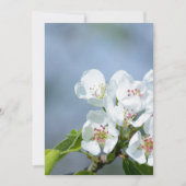 Pear tree blooming (Front)