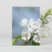Pear tree blooming (Standing Front)