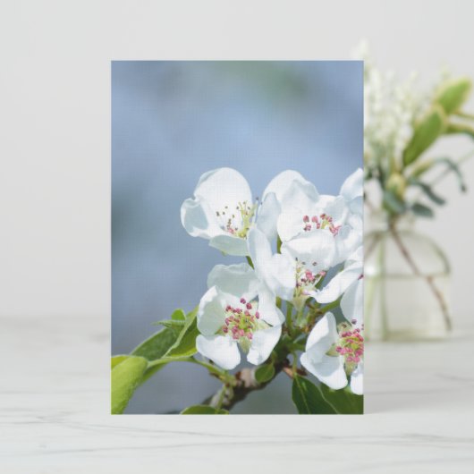 Pear tree blooming (Standing Front)