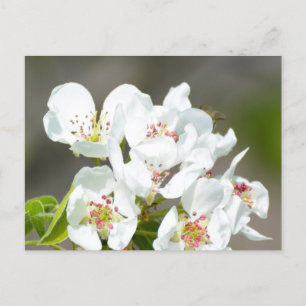 Pear tree blooming postcard