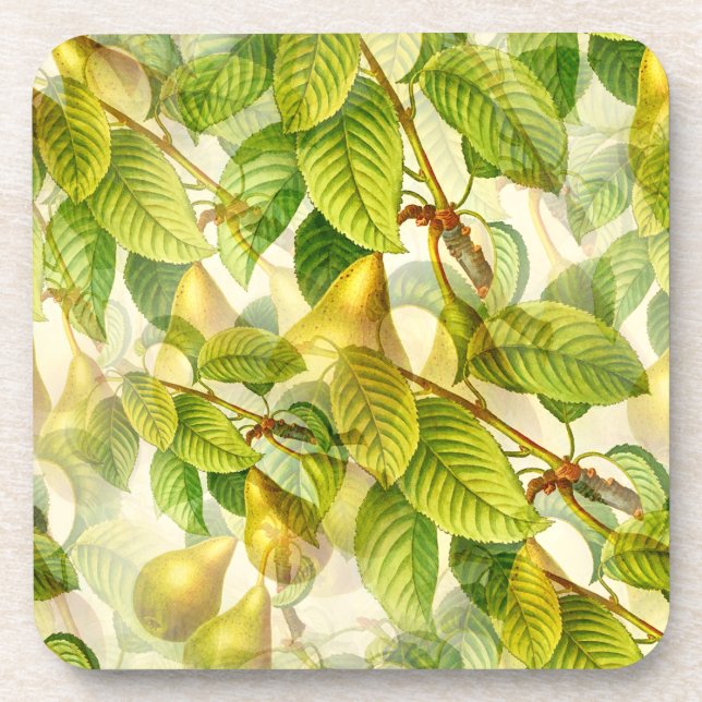 Pear Tree Branches & Pears Pattern  Beverage Coaster (Front)