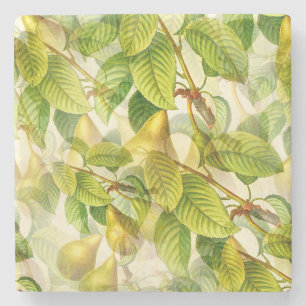 Pear Tree Branches & Pears Pattern  Stone Coaster