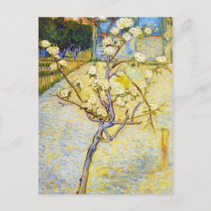 Pear Tree in Blossom Vincent van Gogh fine art Postcard